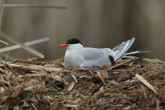 com-tern