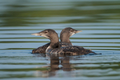 common-loons