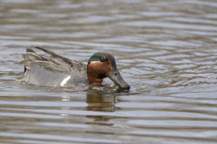 green-wign-teal
