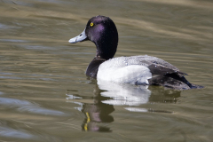 less-scaup