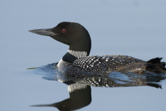 loon-quiet-water