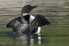 loon-stretch