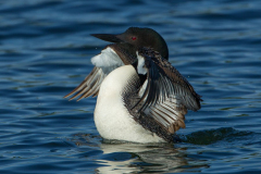 loon-wing-flap-copy