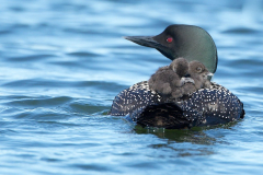 loons-w-babies