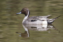 pintail