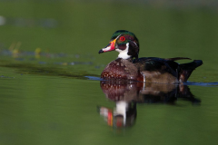 wood-duck-3 wood-duck-3