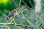 bcnheron