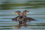 common-loons