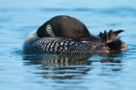 comon-loon5