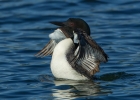 loon-wing-flap-copy