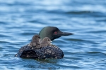 loons-babies-