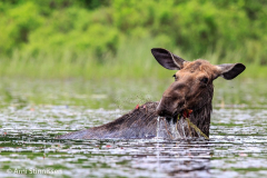 Moose-and-blackflies