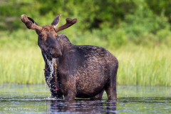 Moose-and-waterdropsAKS