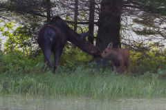 moose-and-calf1-1-of-1