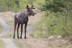 moose-maine