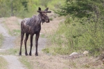 moose-maine