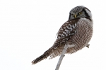 northern-hawk-owl