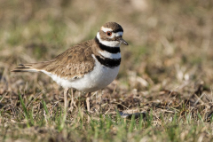 killdeer killdeer