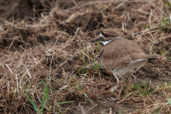 killdeer2 killdeer2