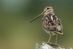 snipe snipe