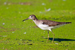 sol-sandpiper sol-sandpiper