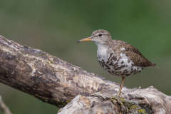 spotted-sandpiper spotted-sandpiper