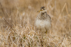 upland-sandpiper upland-sandpiper