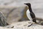 1DX1274-Edit