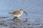 DX_9701