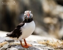 MG_8896-copy