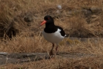 american-oystercatcher