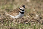 killdeer