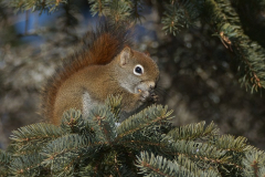 red-squ