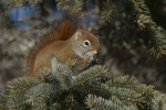red-squ