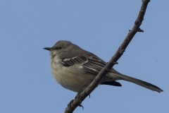 northern-mockingbird