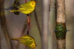 Yellow-Warbler-ReflectionAKS