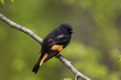 amredstart