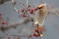 boh-waxwing