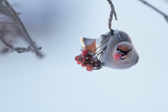 bohemian-warbler3