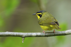 kentucky-warb