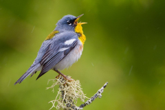 parula2