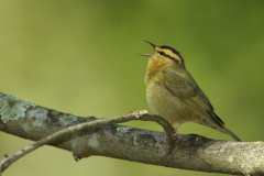 wormeating-warb