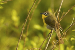 yellow-breasted-chat
