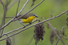 yellow-breasted-chat3