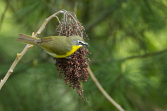 yellow-breated-chat2