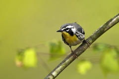 yellow-throated-warb