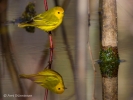 Yellow-Warbler-ReflectionAKS