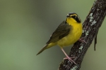 kentucky-warbler-3