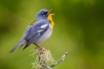 parula2