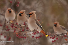 MG_7735-1 MG_7735-1